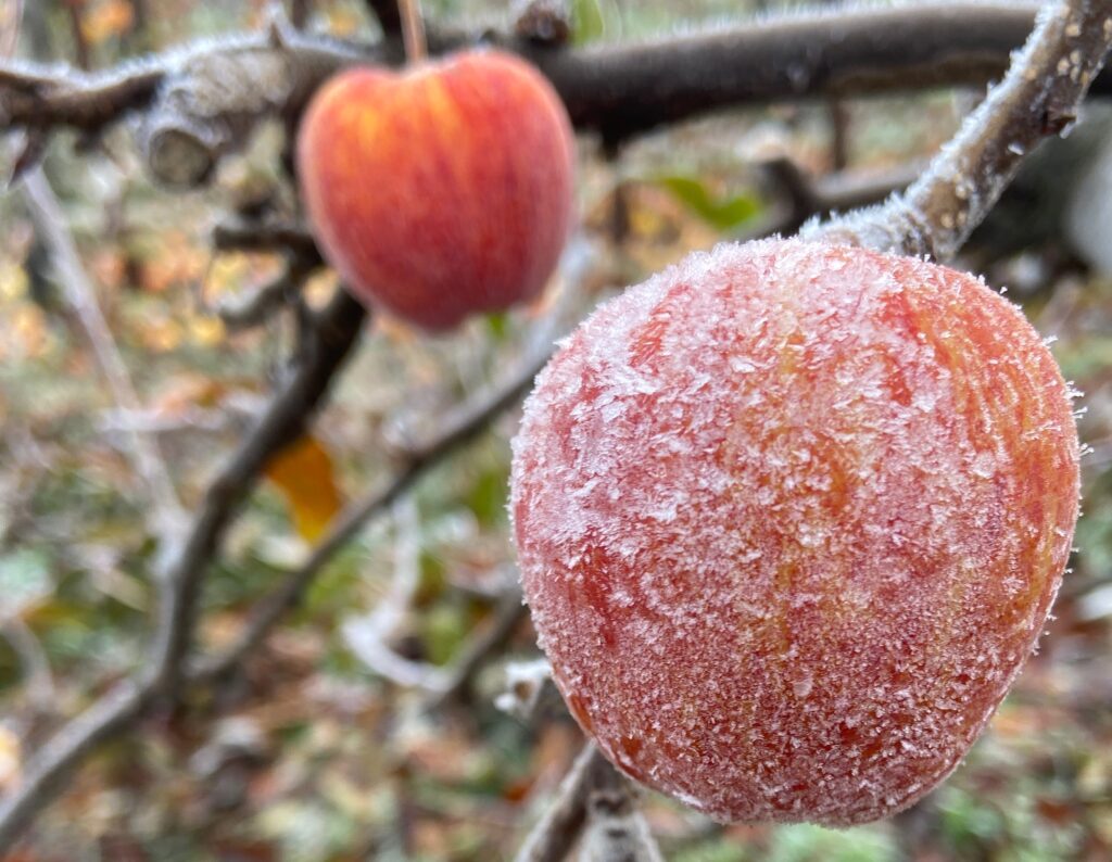 Winter Fruit